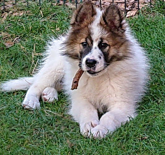 Elo Therapiehund