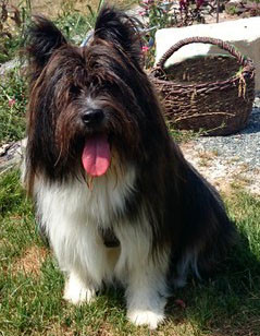 Klein-Elo Rau Familienhund Begleithund Therapiehund 