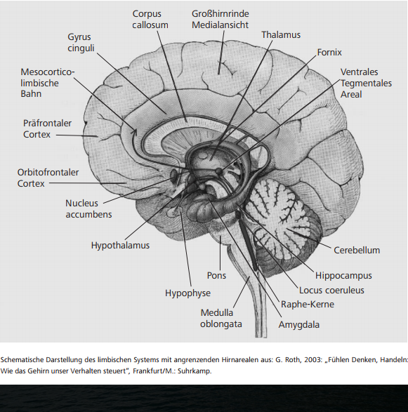 Limbisches System - WissensWert