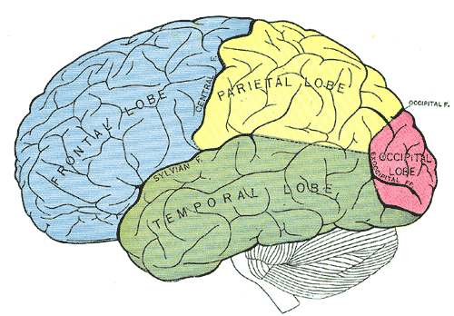 Vom visuellen Cortex (rot) führt der dorsale Strom zum hinteren Parietallappen (gelb), der ventrale Strom zum Cortex temporalis inferior (grün).
