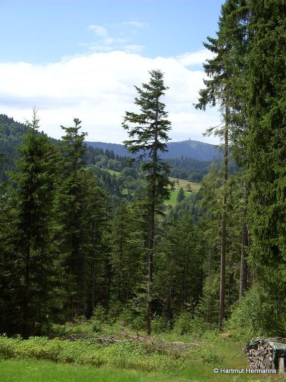 Blick zum Feldberg    © Hartmut Hermanns