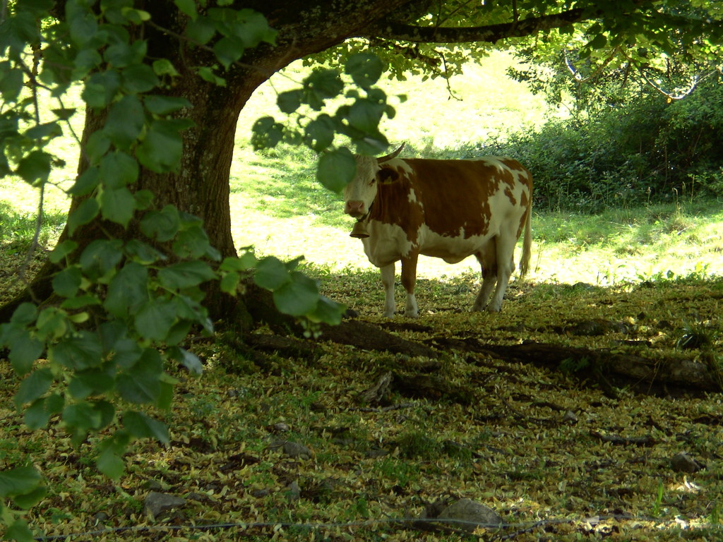 Hinterwälder Rind bei Tunau    © Hartmut Hermanns