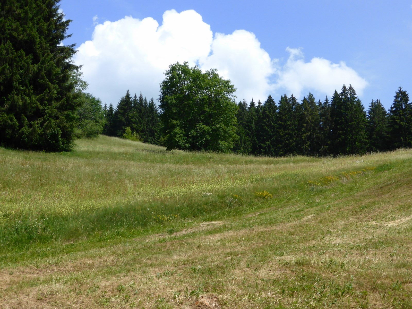 Beim Hohwald © Hartmut Hermanns