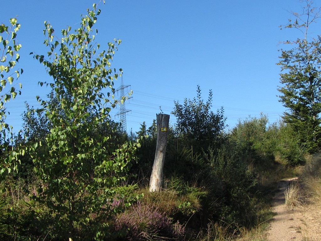 Waldweg auf dem Dreher © Hartmut Hermanns