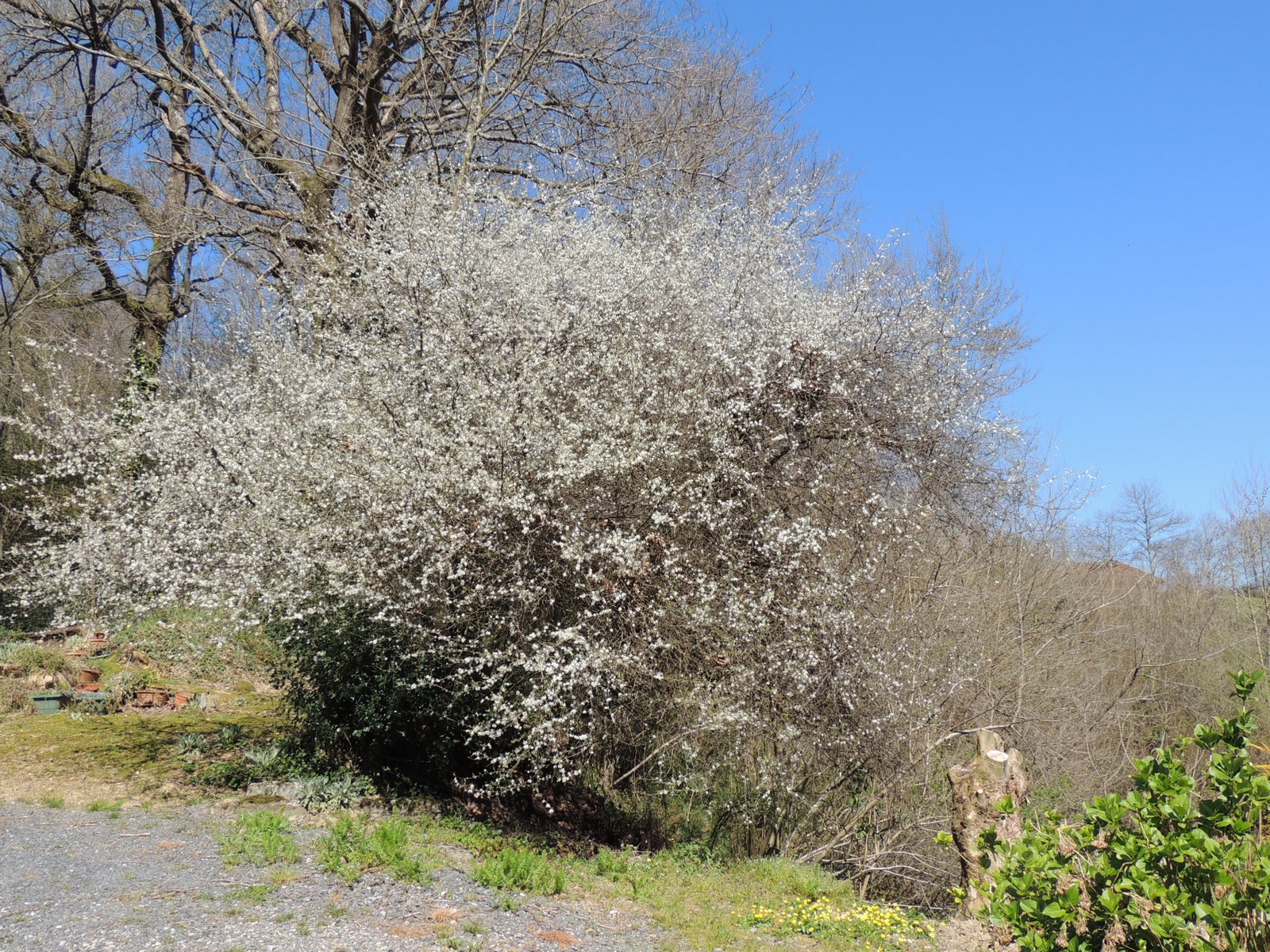 prunellier sauvage au printemps prés du gite hegia a Ayherre au pays basque