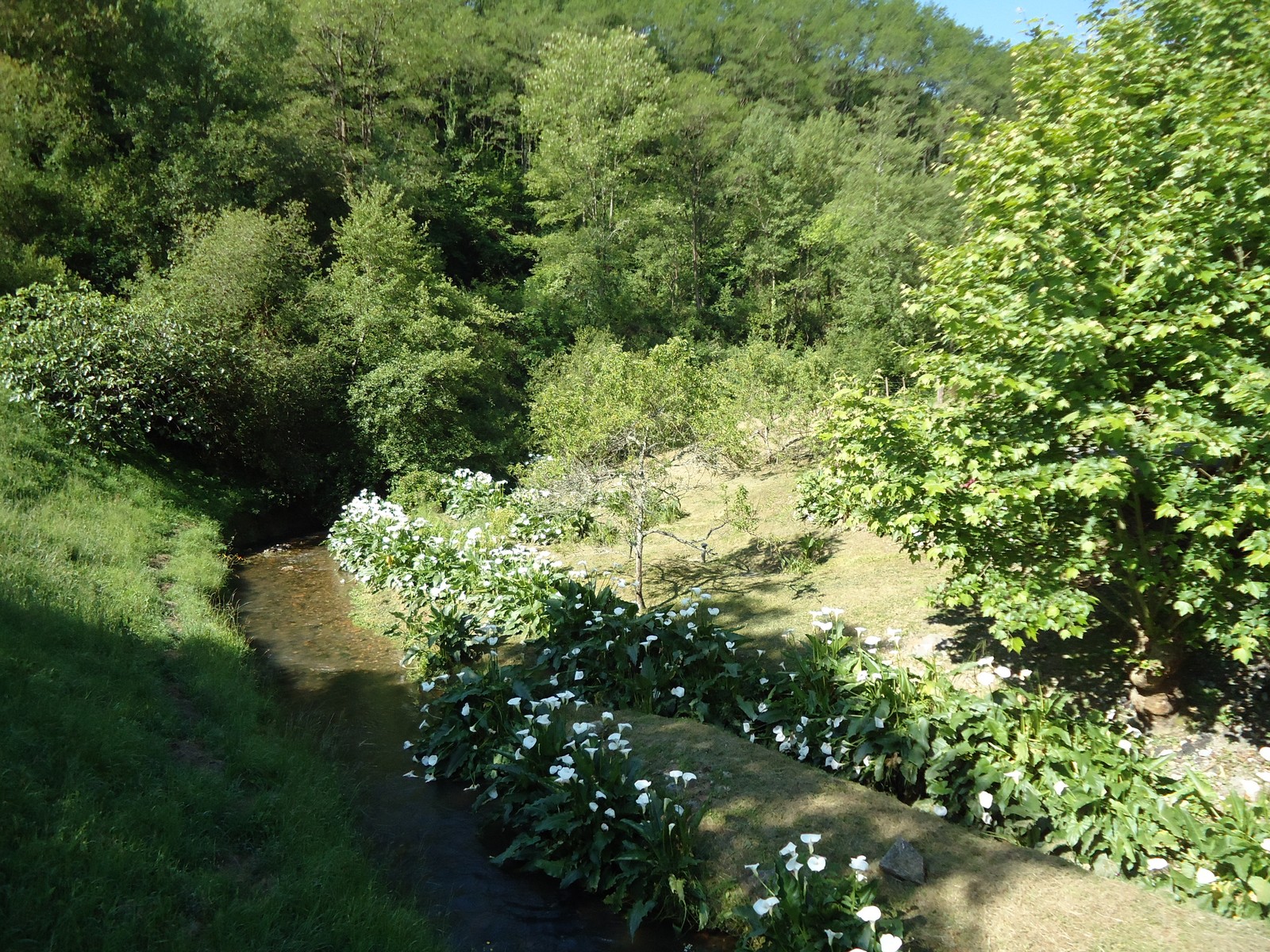 bord de ruisseau fleuri proche du gite hegia a Ayherre au pays basque