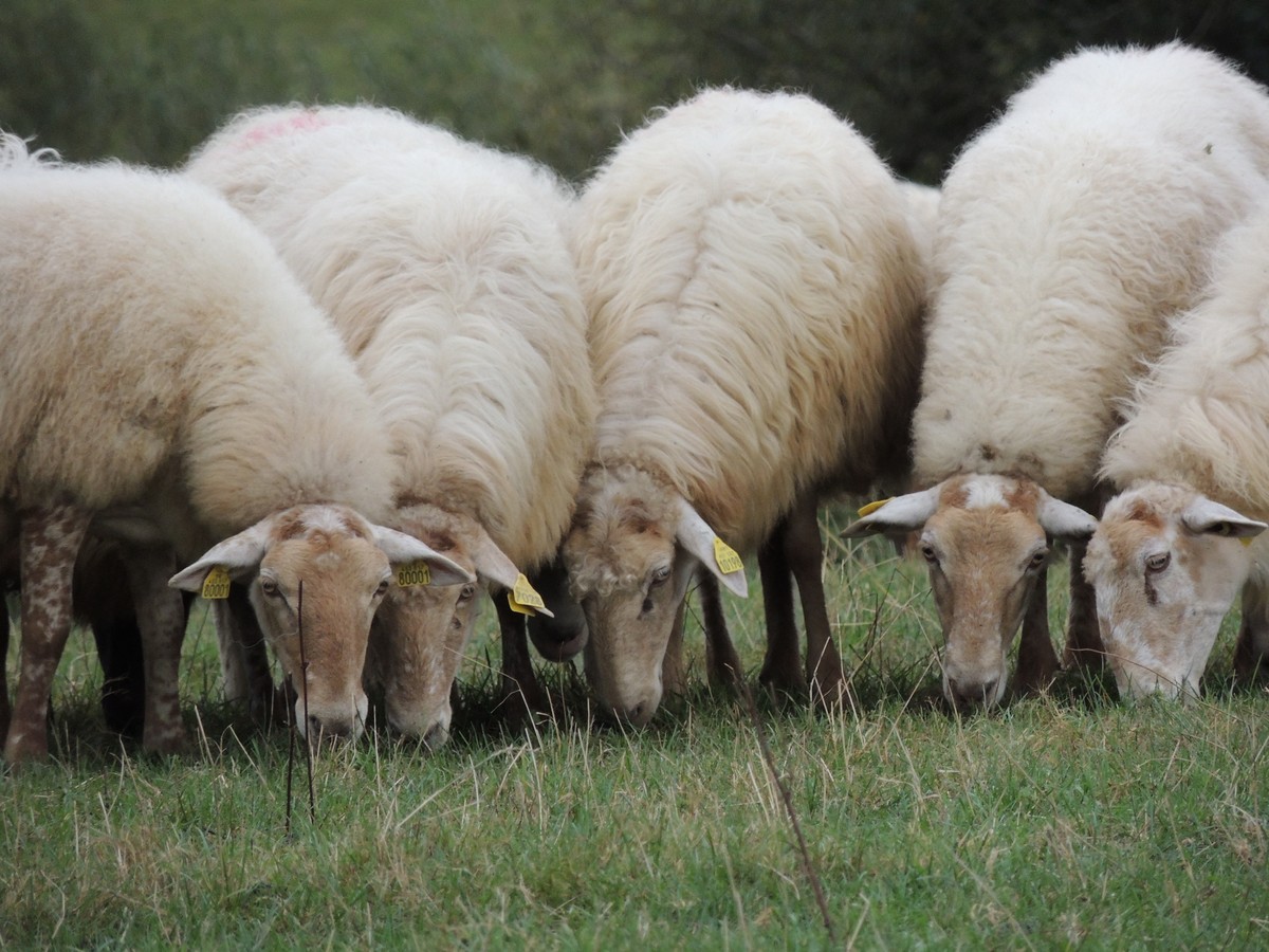 Manech, mouton du pays basque