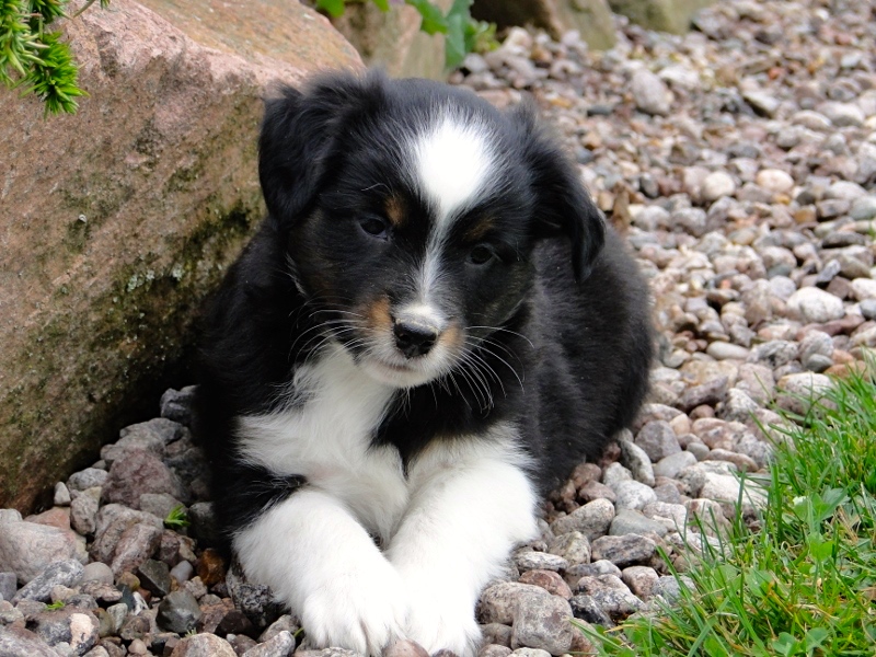 Elevage de Golden Retriever et de Bergers Australiens miniatures Site de audreyjahard