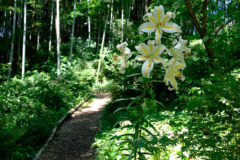 ヤマユリの大株がお迎えします。