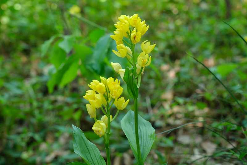 自生の「キンラン」も開花しています。