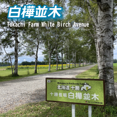 白樺並木画像
