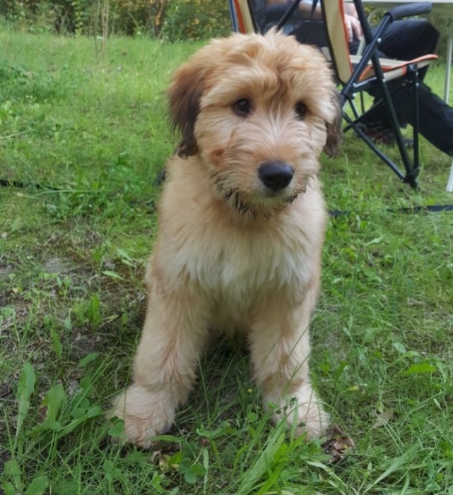 Benji im Urlaub mit dem Wohnmobil