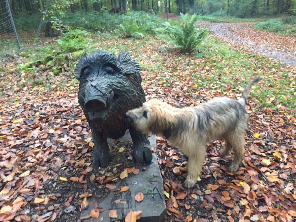 Milo trifft Wildschwein