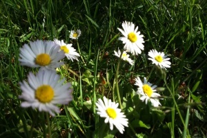 Gänseblümchen auf der Wiese.