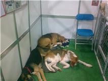 some of the lucky ones to find homes Elvis, Craven and Penny