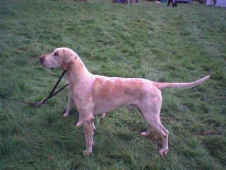 Foxhound