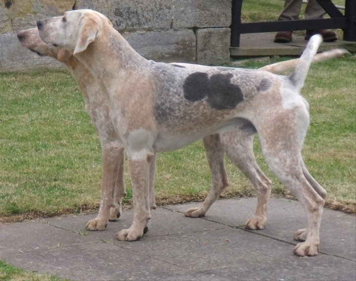 Modern foxhound