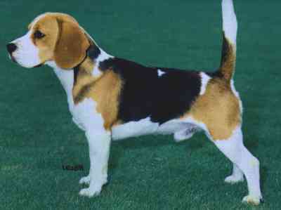 beagle