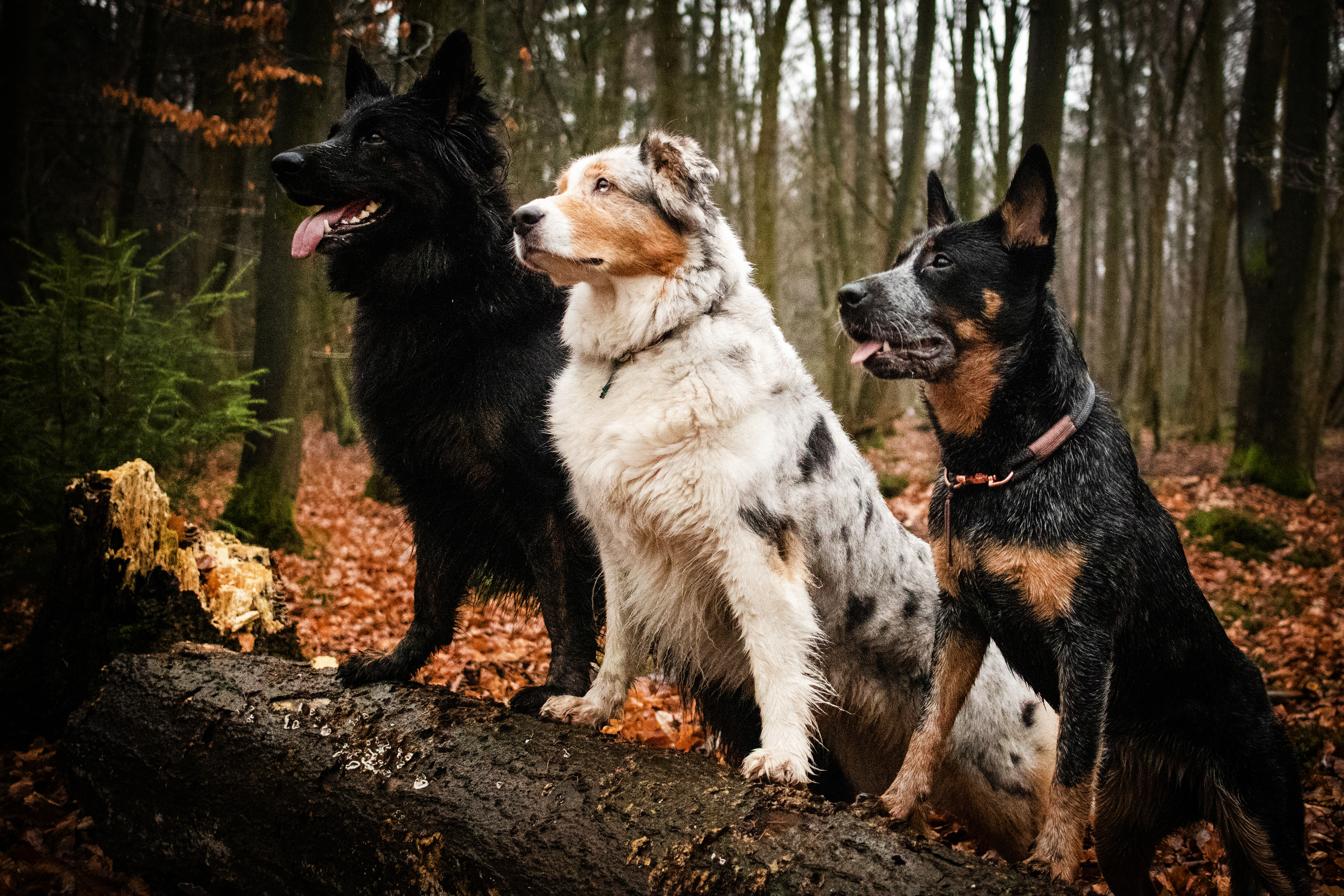 Osteopathie für Hunde Der Lila Hund
