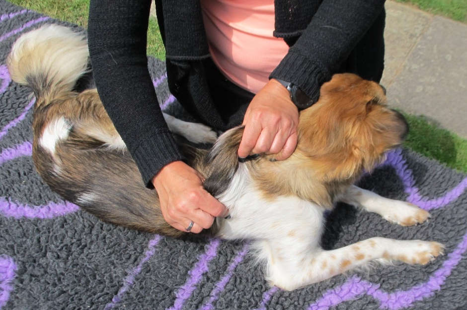 © Physiotherapie für Hunde - Massage - DER LILA HUND 