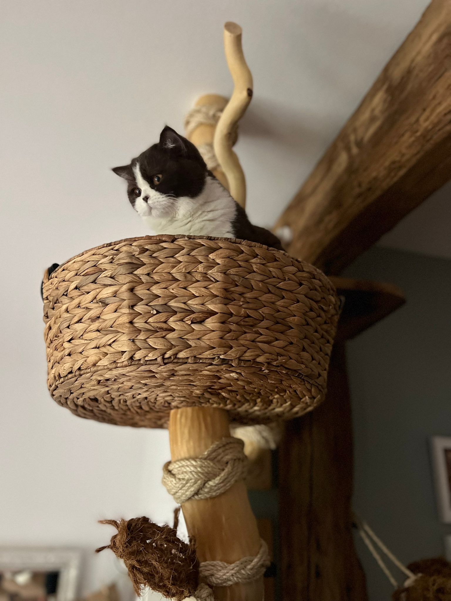 Individuelle Naturkratzbäume und Katzenmöbel von Holzart - Image