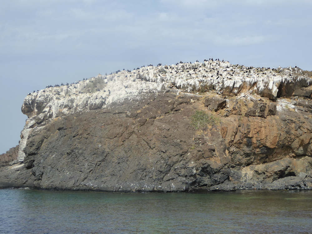 Kormorankolonie auf der Madeleinen-Insel vor Dakar