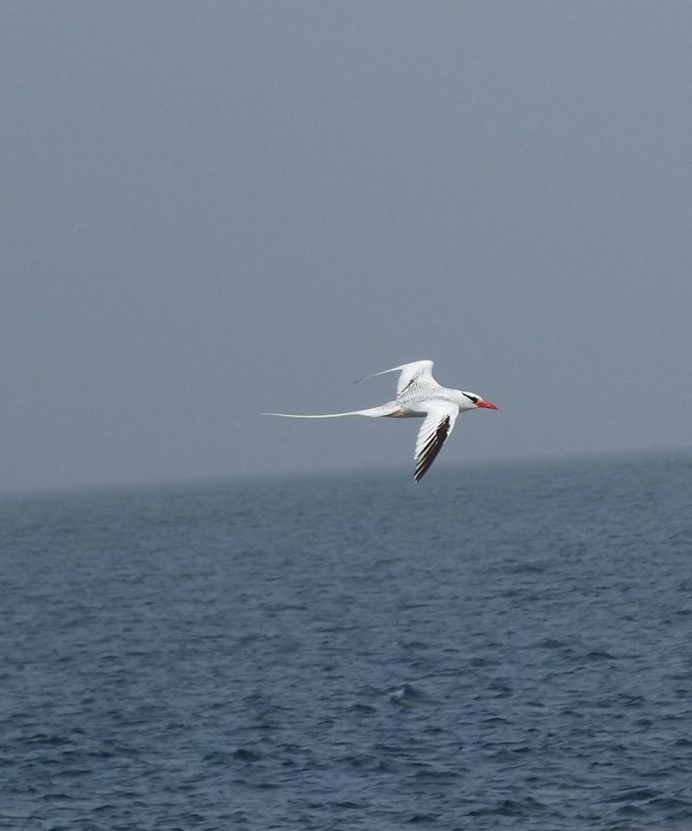 Rotschnabel-Tropicvogel auf Madeleinen-Insel (Foto: Dr. Doro Koch)