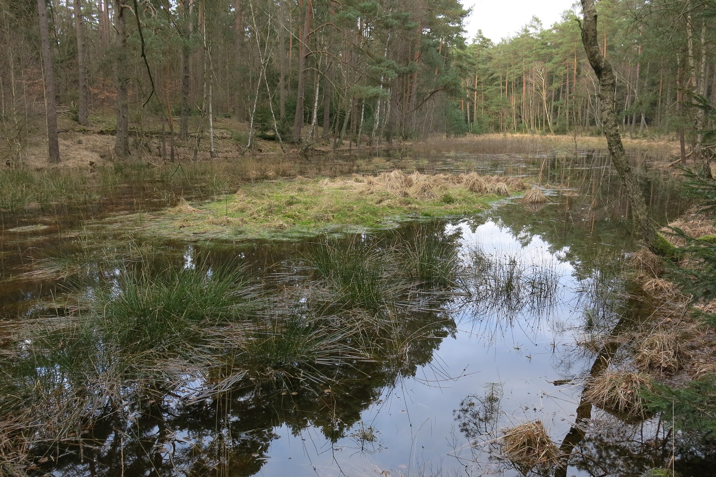 Hochmoor im Wald Dieksbeck bei Deutsch Evern 18.3.24 (Foto: Thilo Clavin)