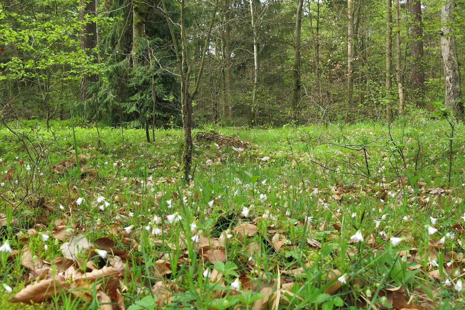 Im Wald Dieksbeck bei Deutsch Evern 20.4.24 (Foto: Thilo Clavin)
