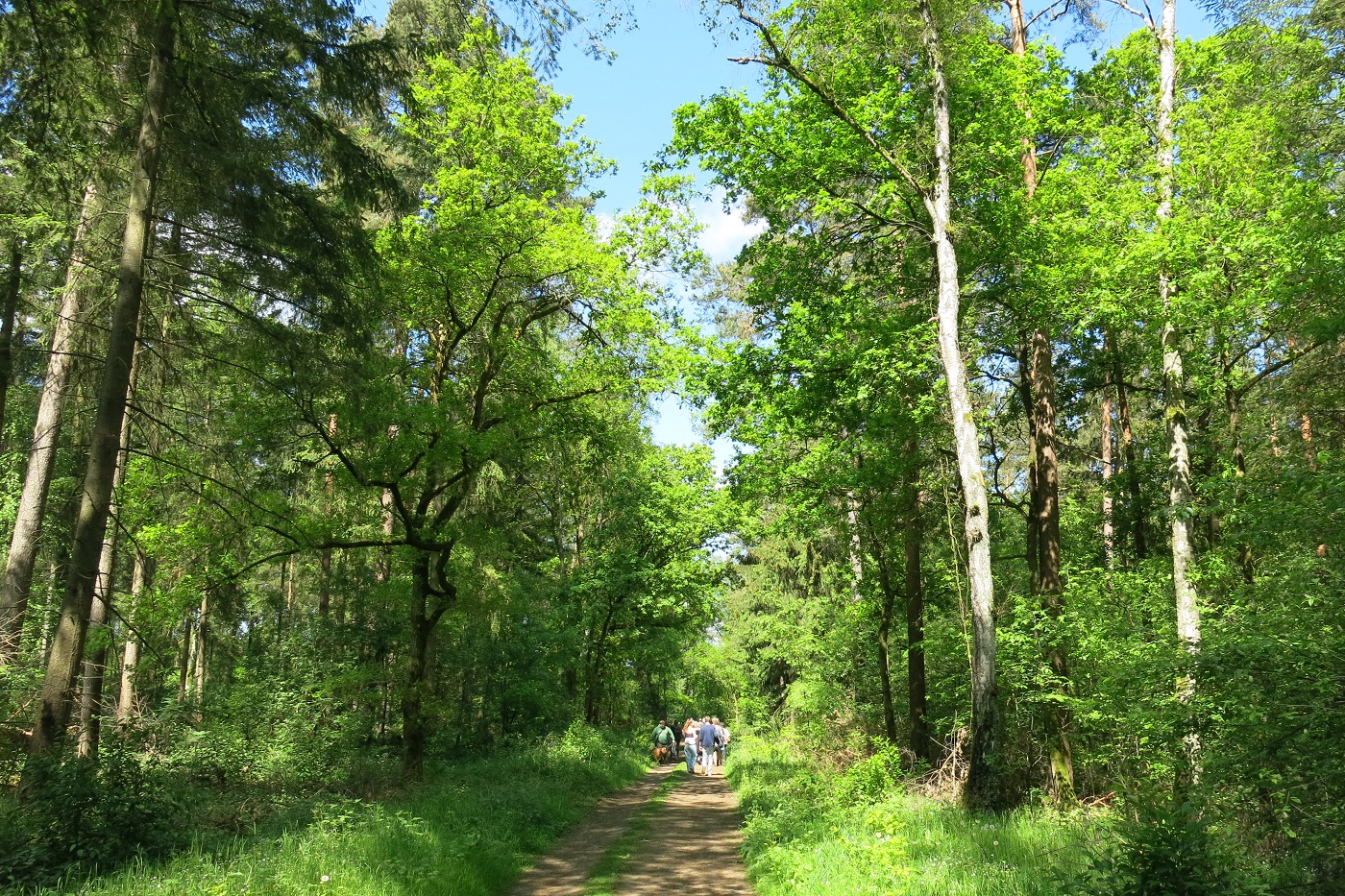 Im Wald Dieksbeck bei Deutsch Evern 11.5.24 (Foto: Thilo Clavin)