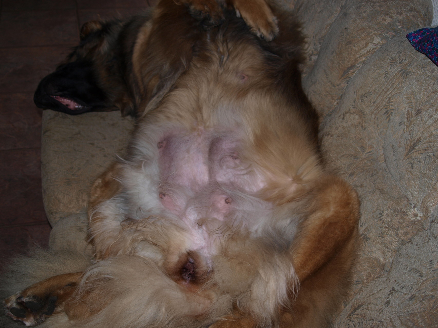mastitis hund bilder