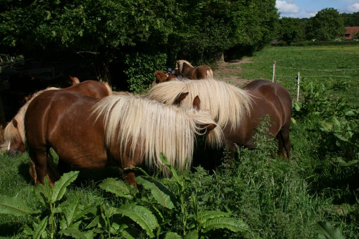 Ruade de la Clairière en 2010