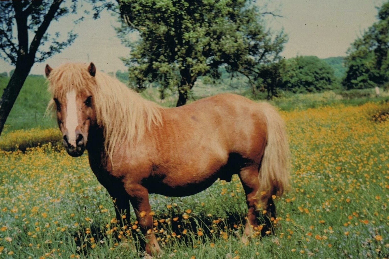 R'Dodo van's Heerenvijers, son père