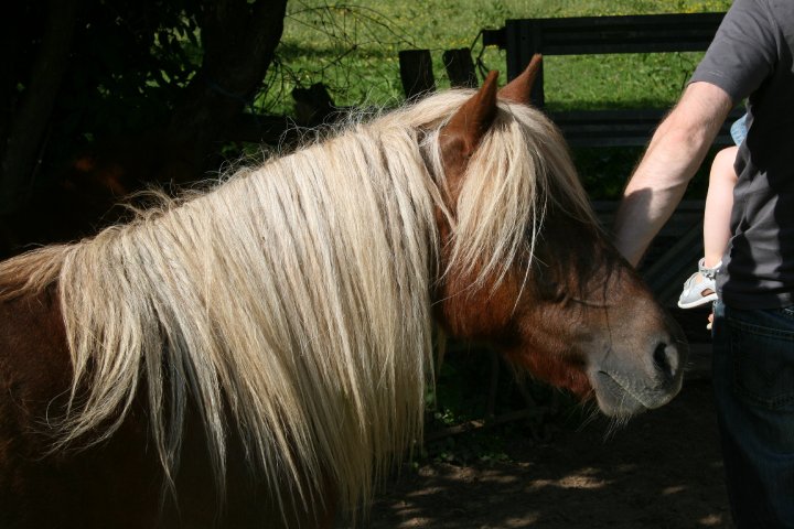 Ruade de la Clairière en 2010