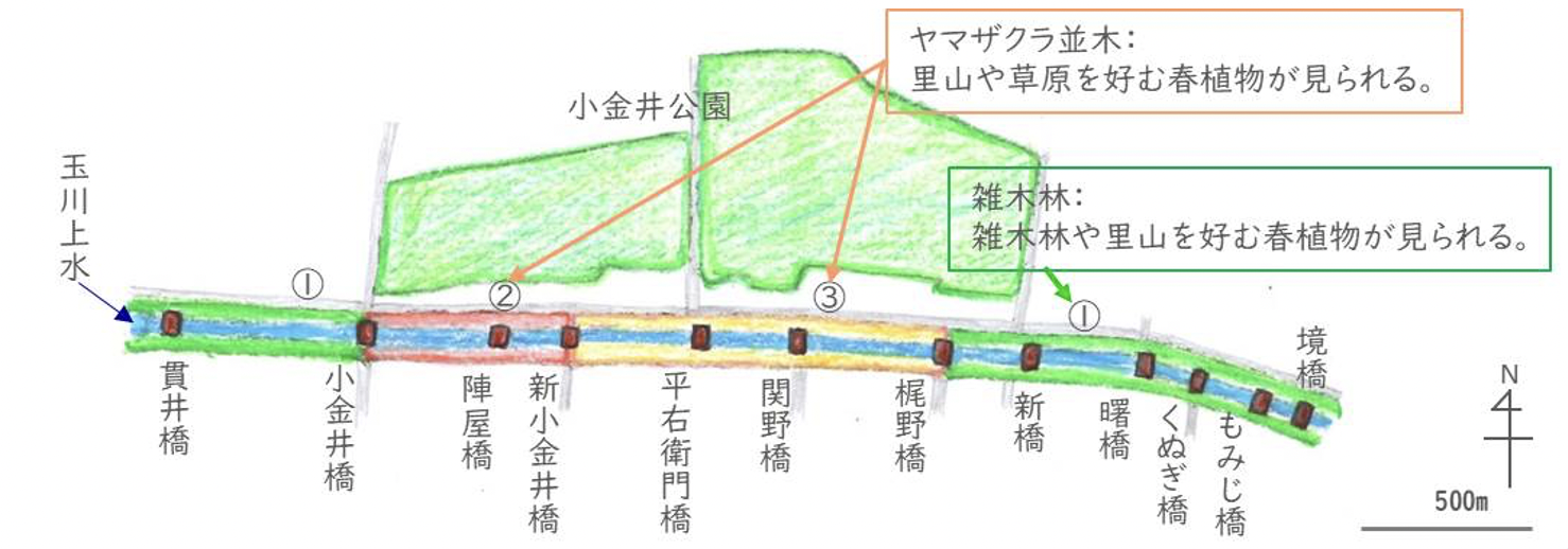 第２回　玉川上水小金井周辺流域で3月に見られる野草の花