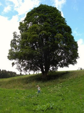 www.ronaldosephius.nl Grote boom Bewust Groeien vanuit innerlijke kracht