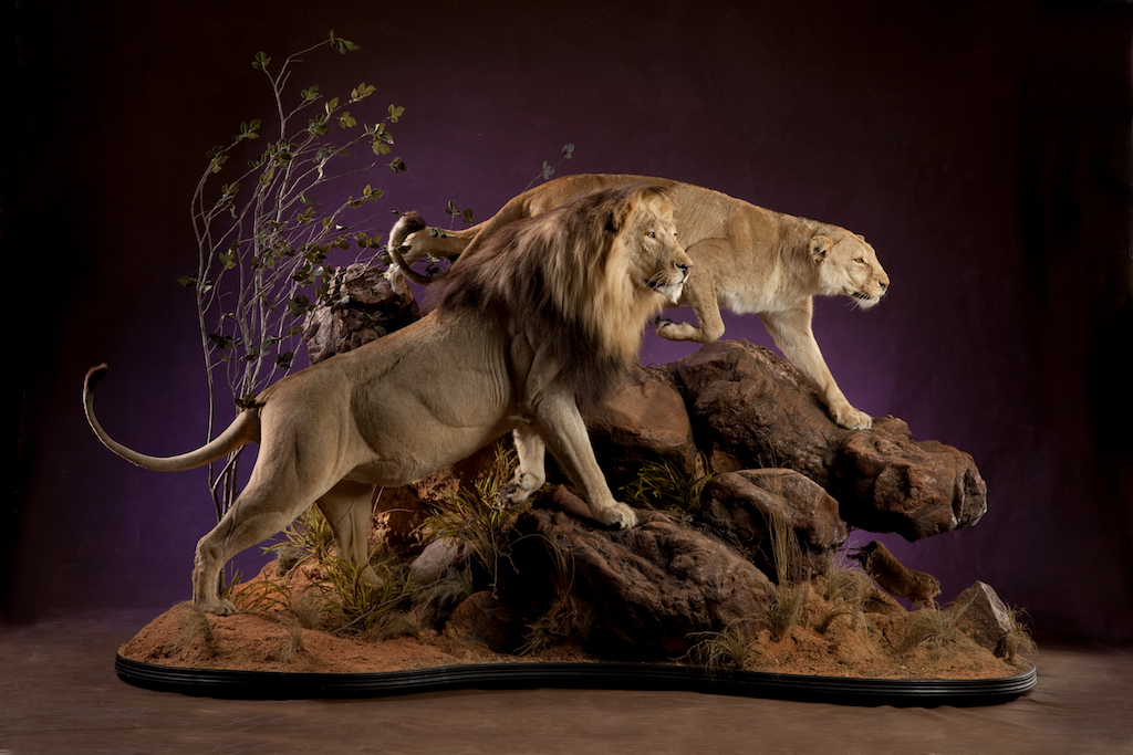 Taxidermia Taxidermia