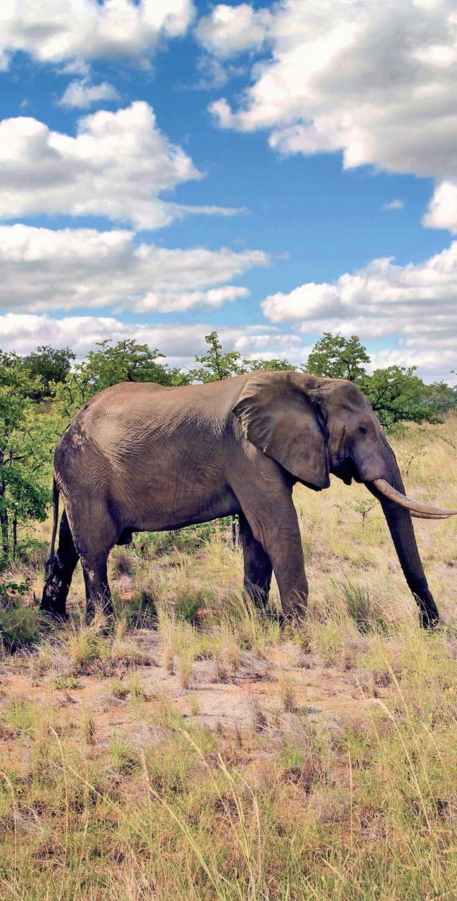 Elephant at Kruger National Park | Where to find the big 5 - The Ultimate Guide to Wildlife Safari in South Africa | via @Just1WayTicket | Photo © Sabrina Iovino