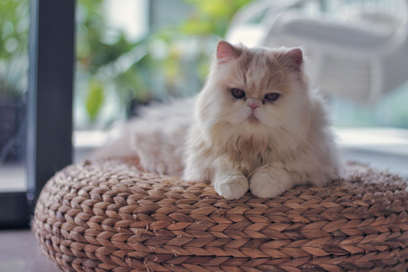 House Sitting Checklist for Pet Sitters – 50 Important Questions to Ask the Pet Owner