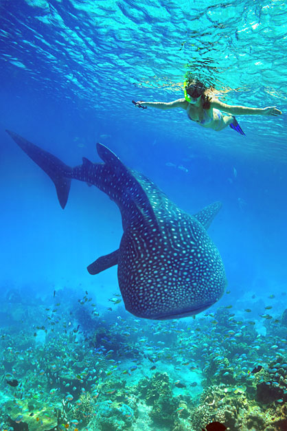 Whalesharks in the Philippines | Top 10 Things to do in the Philippines | via @Just1WayTicket