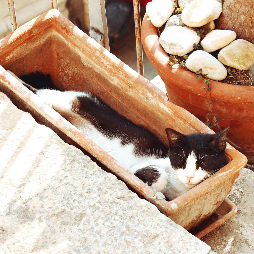 Cats in Turkey | 20 Photos That Will Make You Want To Visit Turkey! | via @Just1WayTicket