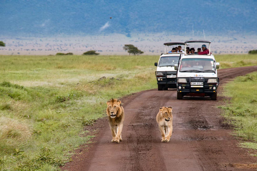 The Best Destinations for Up Close Family Safaris