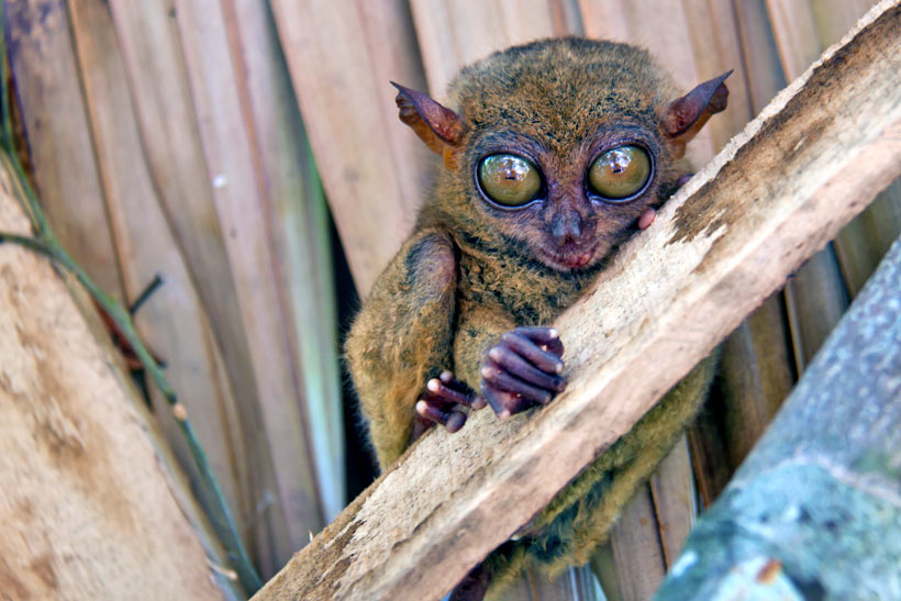 Tarsier in Bohol | Top 10 Things to do in the Philippines | via @Just1WayTicket