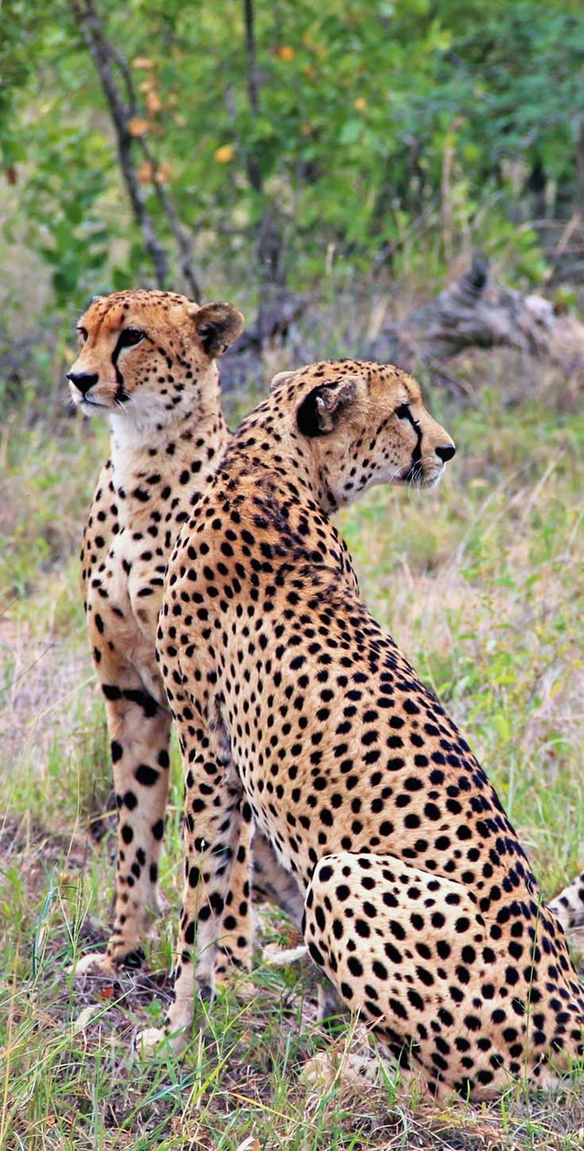 Two male cheetahs at Makalali Game Reserve | Where to find the big 5 - The Ultimate Guide to Wildlife Safari in South Africa | via @Just1WayTicket | Photo © Sabrina Iovino