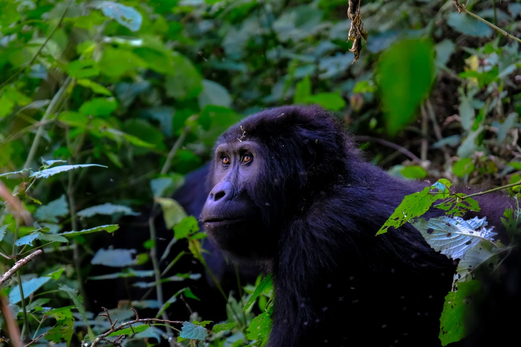 A Guide to Gorilla Trekking in Uganda