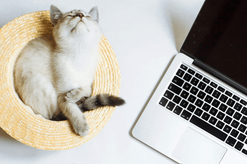 House Sitting: The Digital Nomad’s Secret to Affordable Long-Term Travel