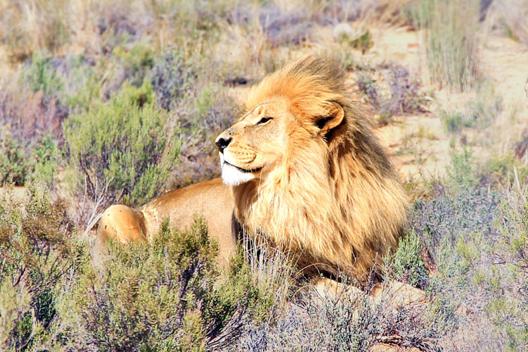 Gorgeous Male Lion | Where to find the big 5 - The Ultimate Guide to Wildlife Safari in South Africa | via @Just1WayTicket | Photo © Sabrina Iovino