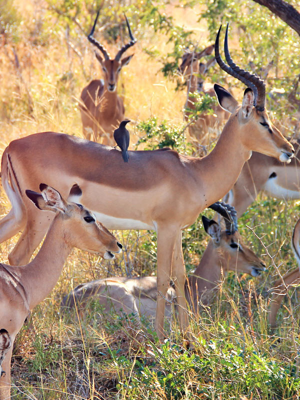 Impalas are such beautiful creatures | Volunteering with Wildlife and Children in South Africa - My Enriching Experience | via @Just1WayTicket