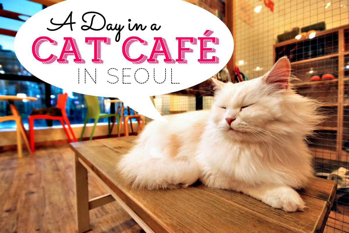 A Day In A Cat  Caf  in Seoul South Korea Lifestyle 