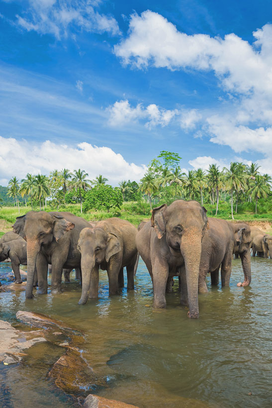 Travel Sri Lanka: 30 Photos That Will Make You Pack Your Bags And Go | Wildlife at Yala National Park